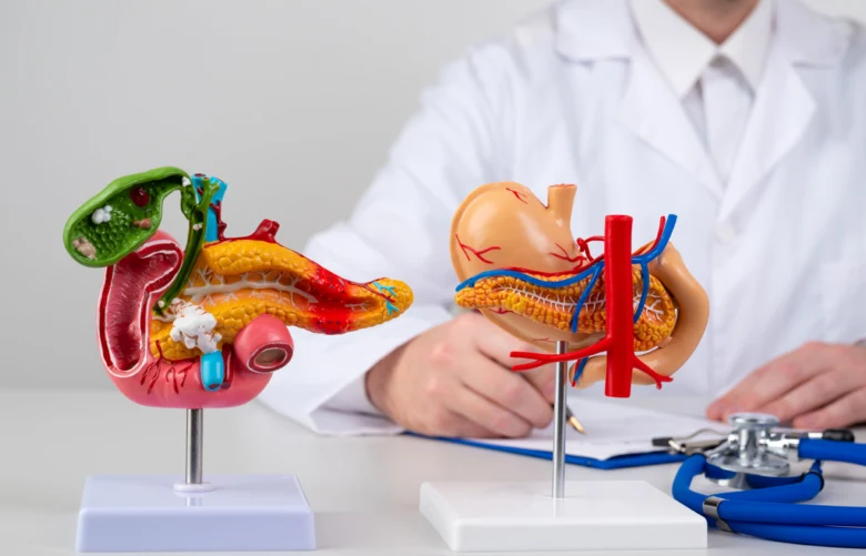 Anatomické modely slinivky břišní pro vysvětlení zánětu.