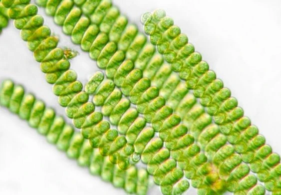 Zelené řasy Spirulina pod mikroskopem v dlouhých nitích.