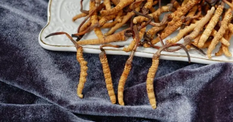 Sušené houby cordyceps na bílém talíři s modrým podkladem.