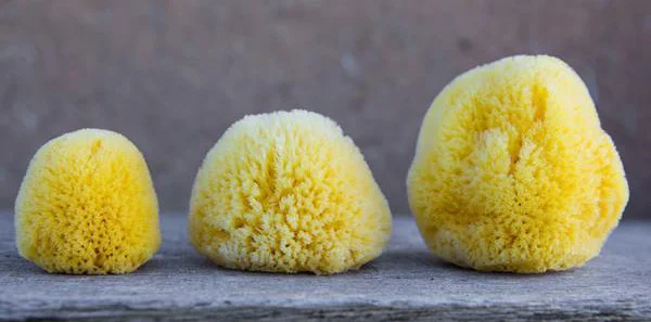 Tři žluté menstruační houby různých velikostí na dřevěné desce.