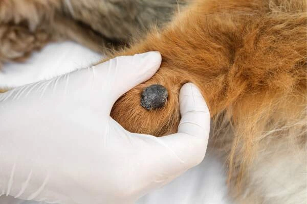 Veterinář zkoumá bradavici na noze psa před odstraněním.