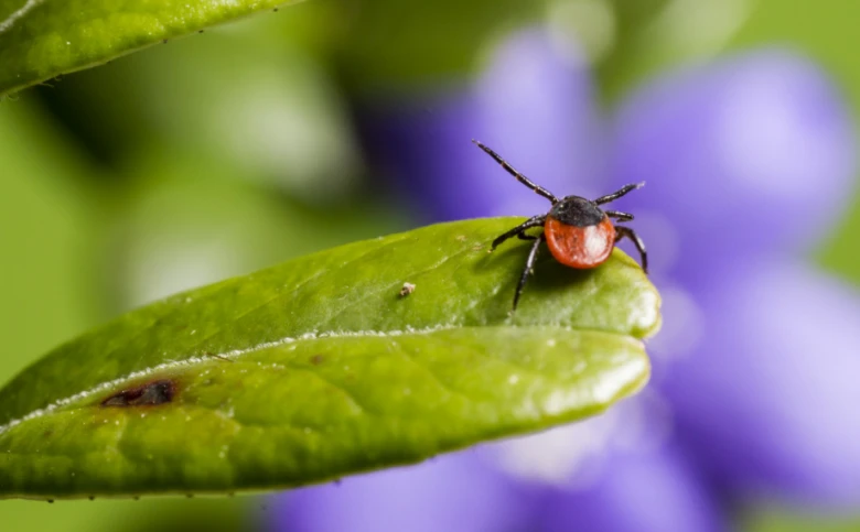 Tick on leaf