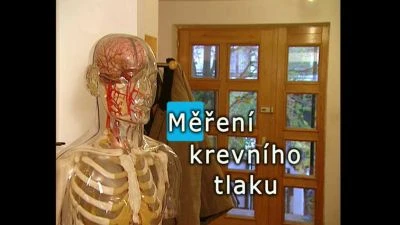 Model lidského těla s viditelnou cévní soustavou a kosterním systémem.