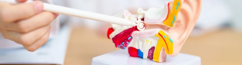 Anatomický model ucha ukazující vnitřní struktury pro zánět středního ucha.