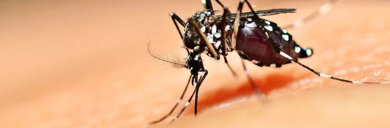 Mosquito feeding on skin