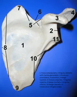 Anatomie lopatky s označenými částmi pro článek o ramenním pletenci.