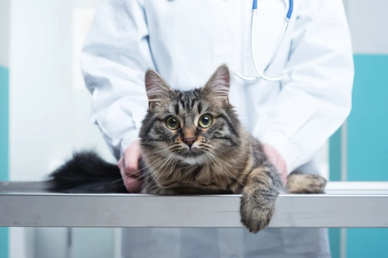 Kočka na veterinárním stole při vyšetření