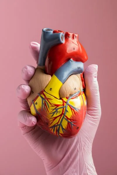 Ruka drží detailní anatomický model lidského srdce na růžovém pozadí.