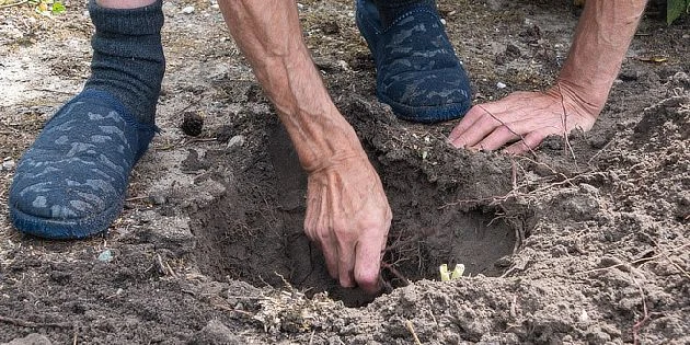 Osoba sázející rostlinu do země rukama.