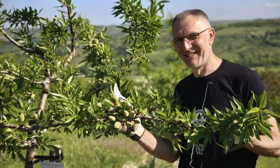 Muž drží větev mandlového stromu s nezralými mandlemi.